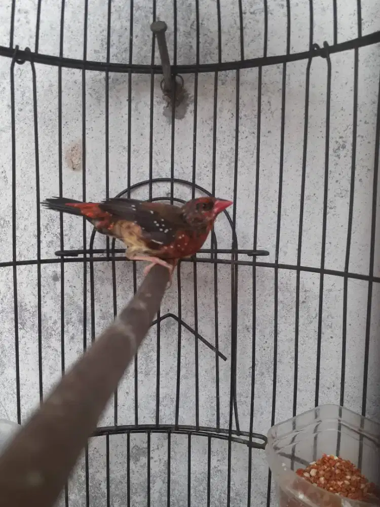 burung strawberry finch