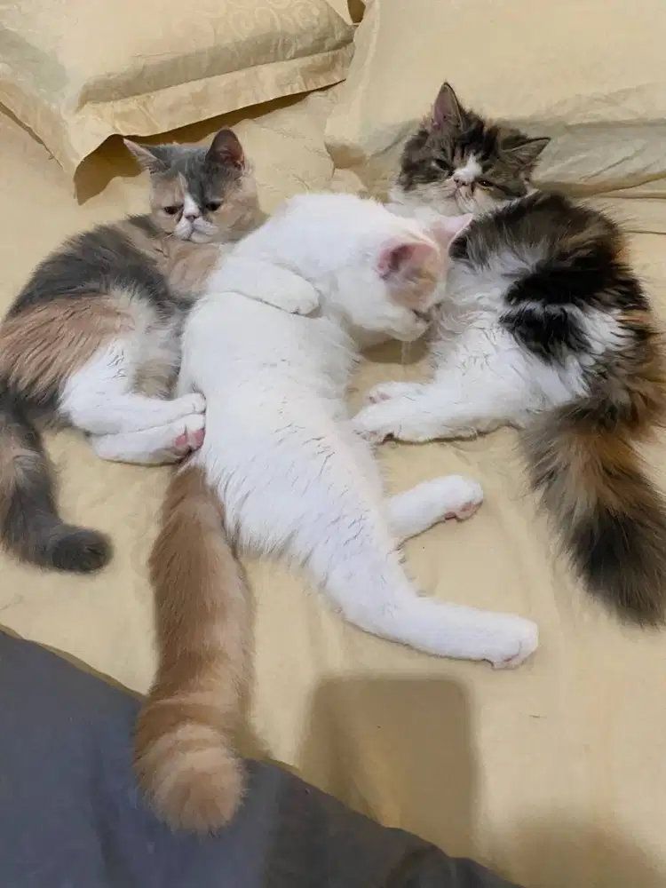 PEAKNOSE BETINA 3BULAN DI BALI