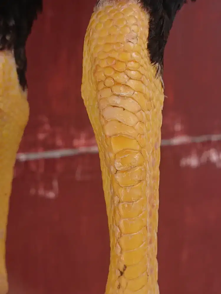 Ayam shamo jepang petarung