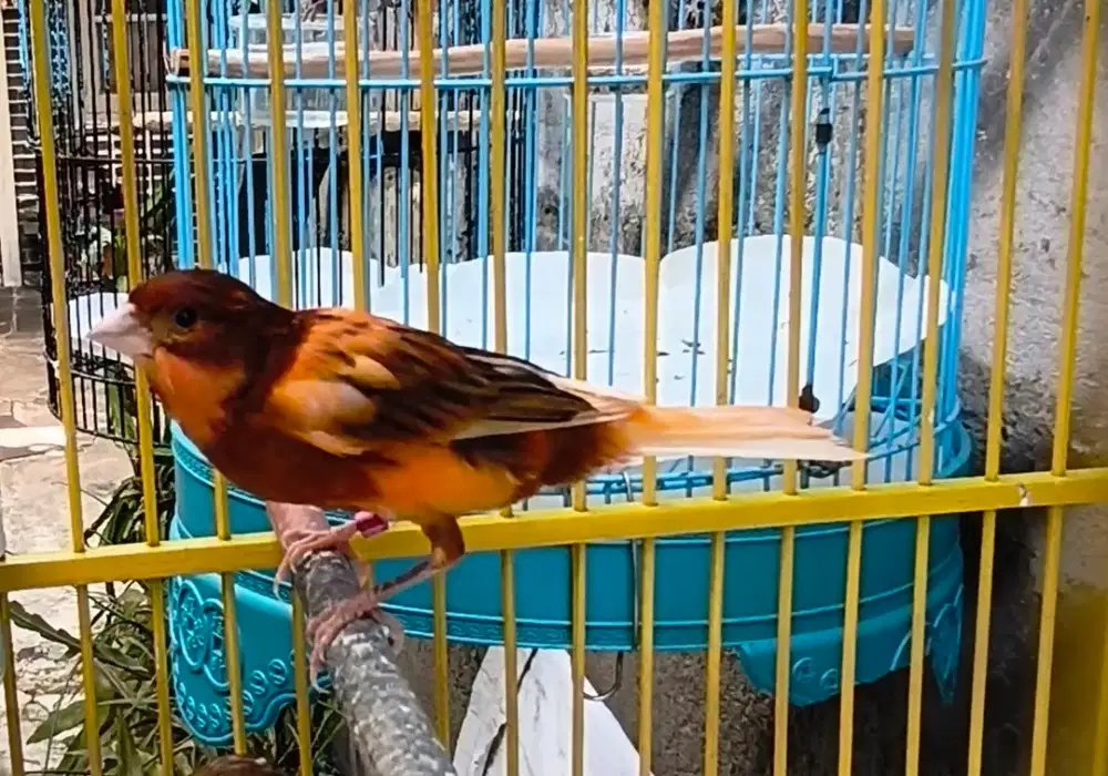 Jual kenari bon gacor