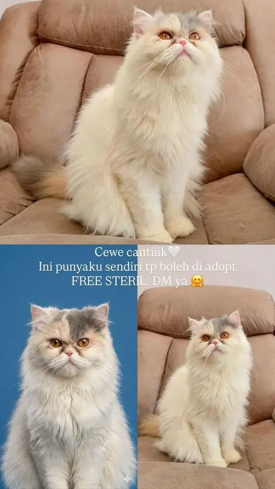 KUCING FOLD LONGHAIR & PERSIAN