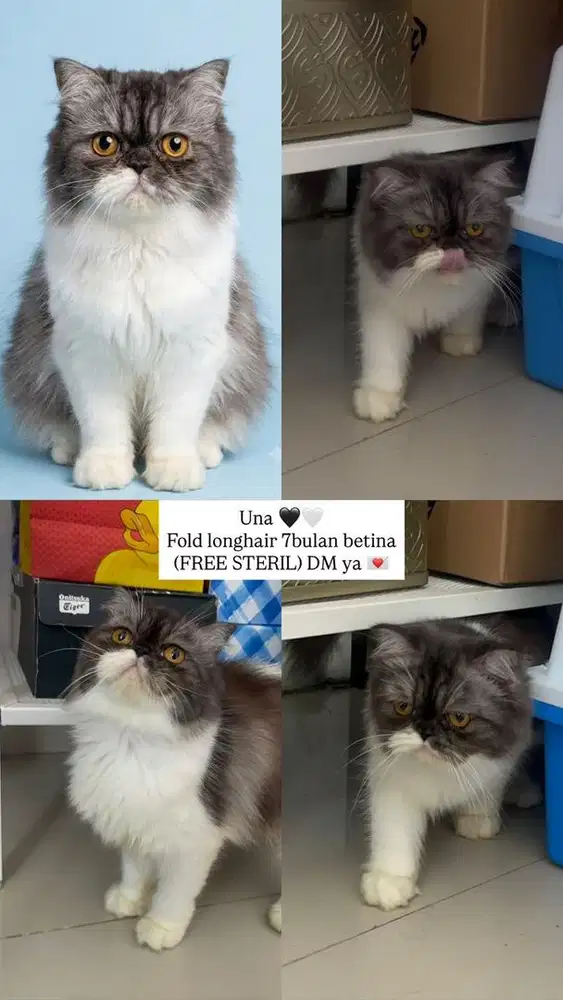 KUCING FOLD LONGHAIR & PERSIAN