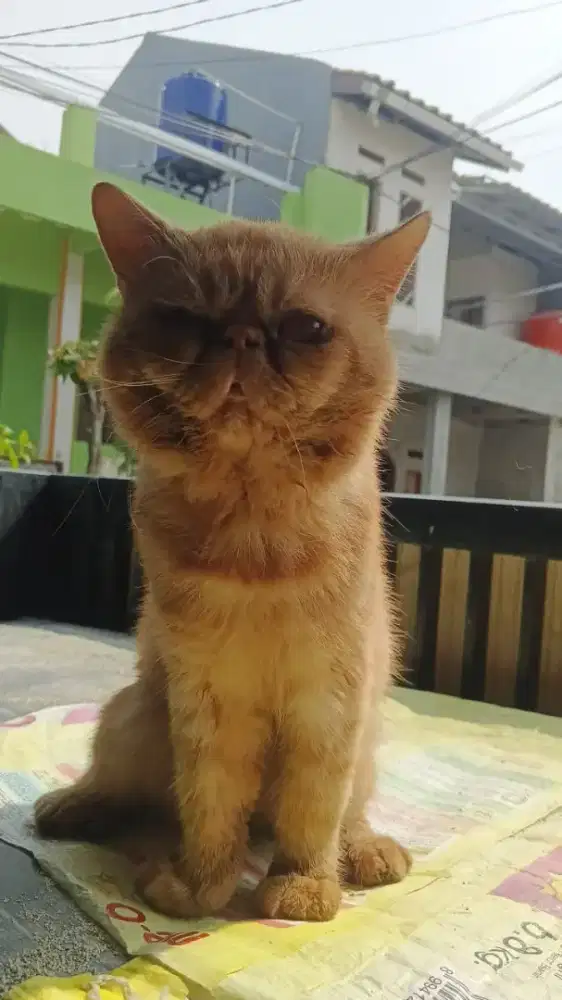 Kucing Persia peaknose