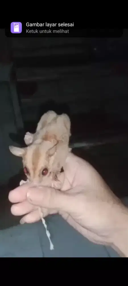 Sugar Glider Caramel Line Swan Solo