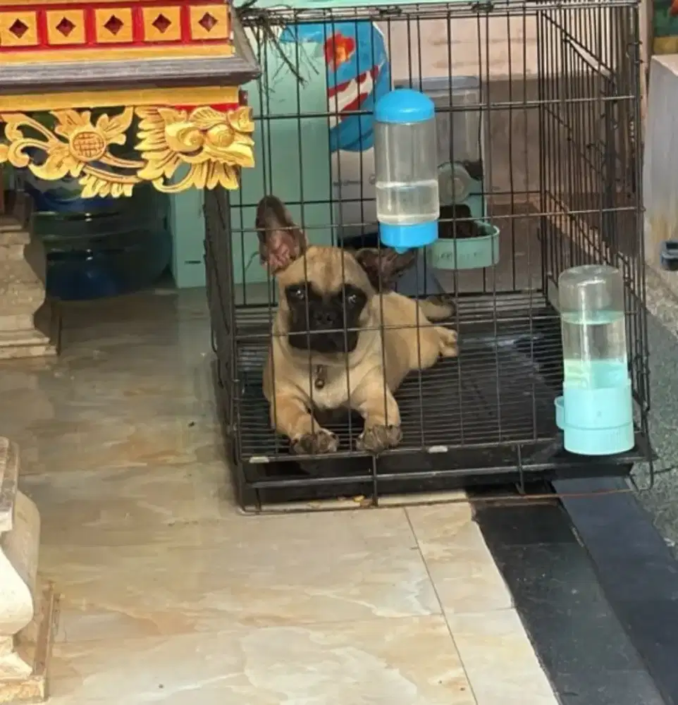 French bulldog /frenchie BETINA stb