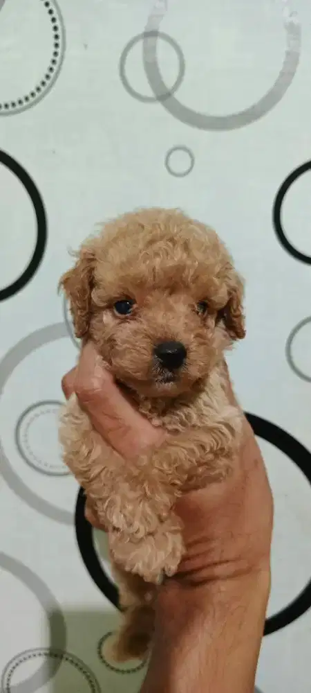 Puppies Poodle Brown
