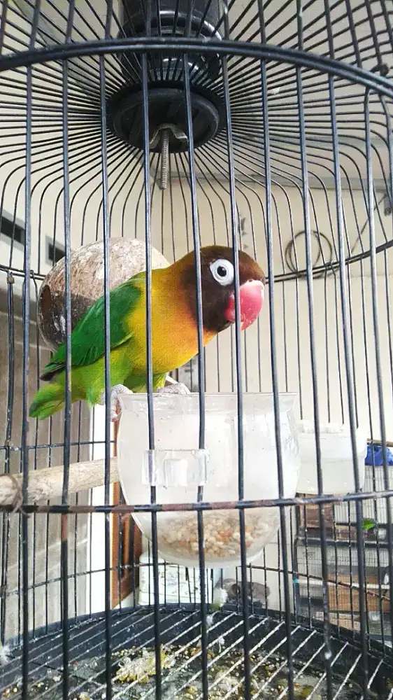 Jual burung lovebird fulset