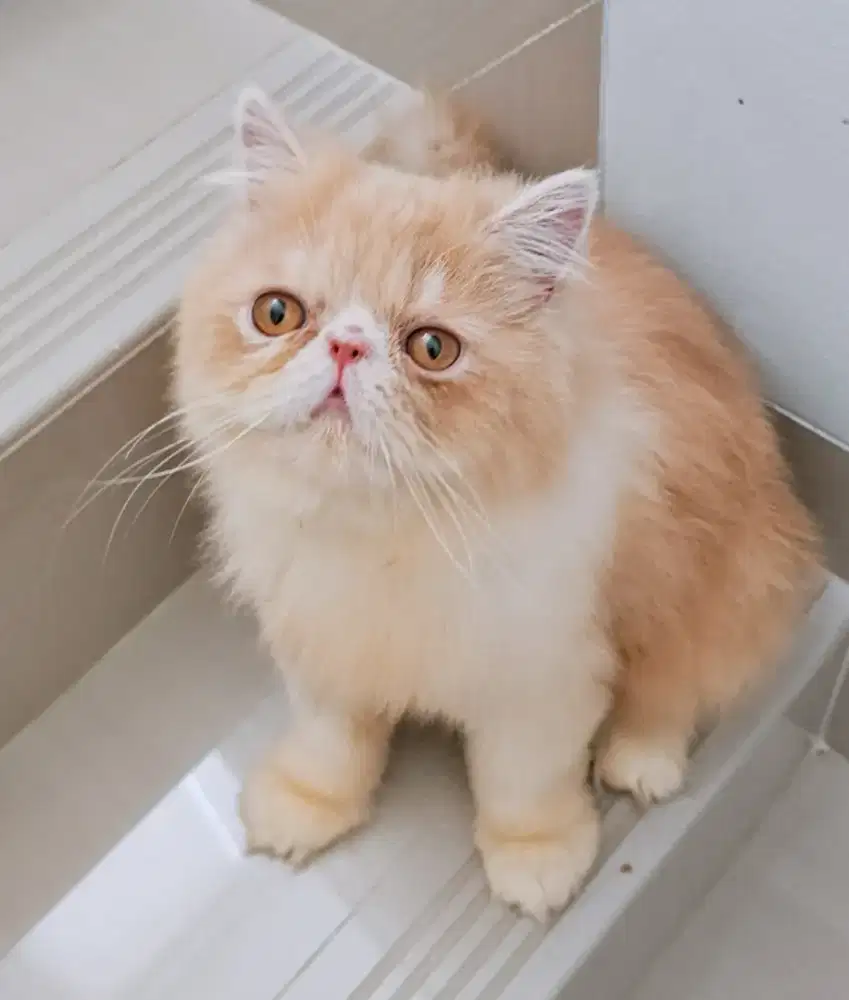 Kucing Persia Peaknose Jantan