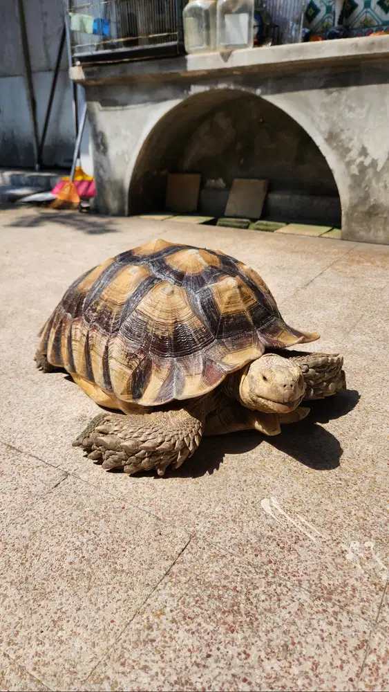 Kura-Kura Sulcata