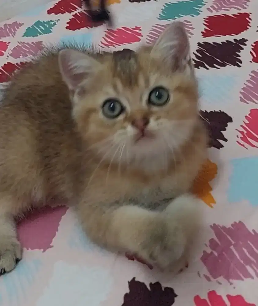Kucing BSH golden Jantan usia mau 3 bulan