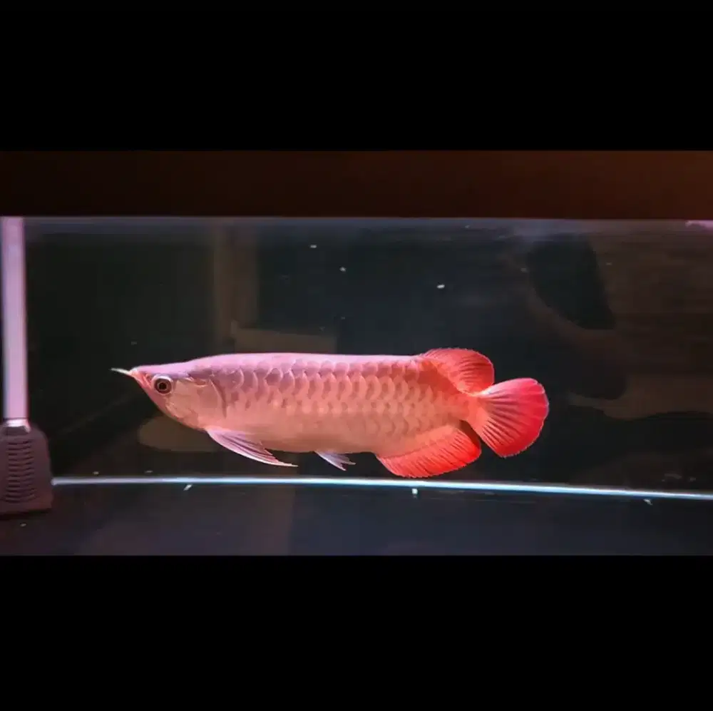 Arwana Super Red 32cm Body Kotak Spesial