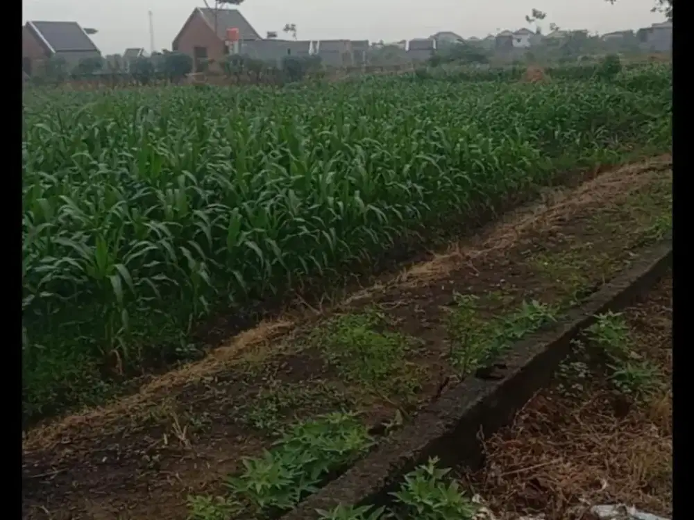 Tanah Pada Sidojangkung Menganti