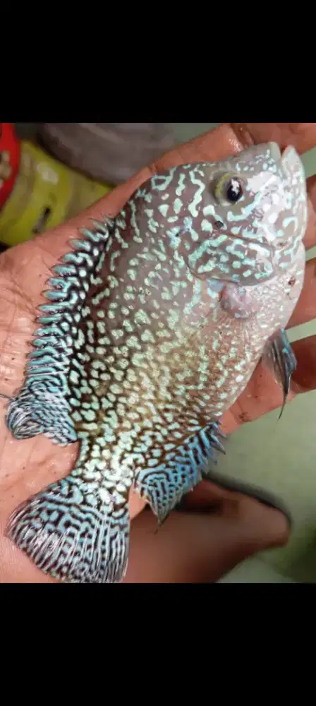 Ikan louhan cencu prospek