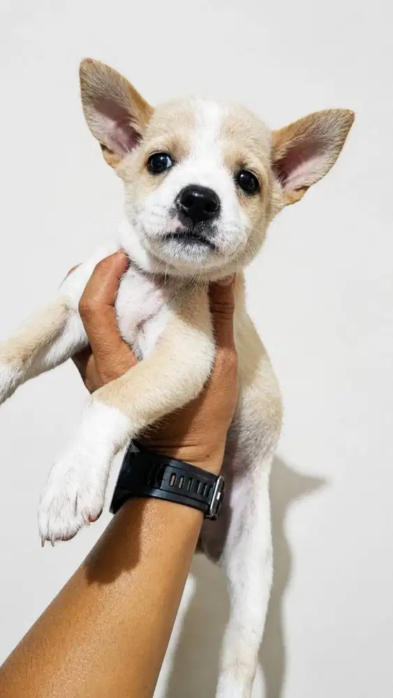 ANAK POM MIX CHIHUAHUA