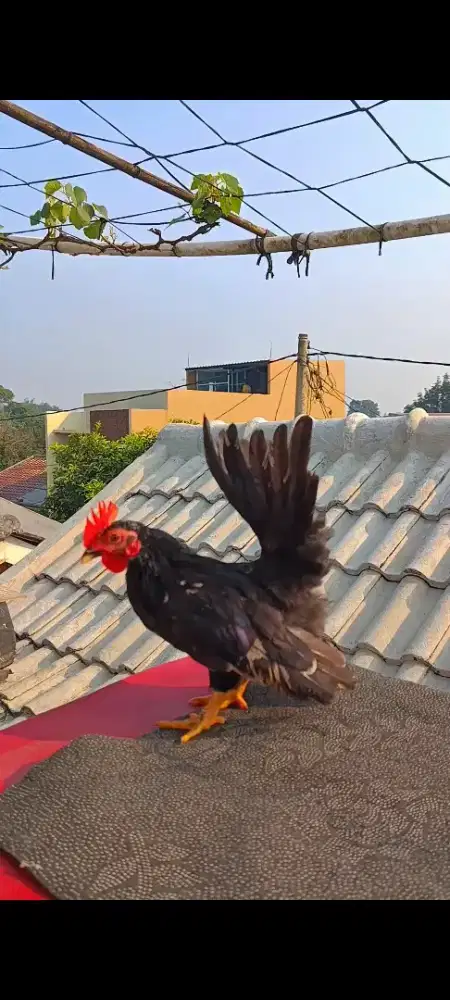 AYAM KATE 3 EKOR