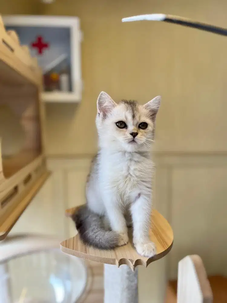 Kucing british shorthair silver