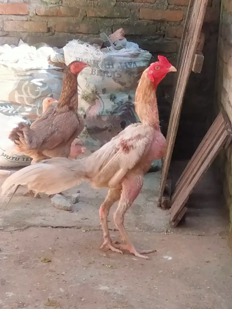 Ayam putih plucker
