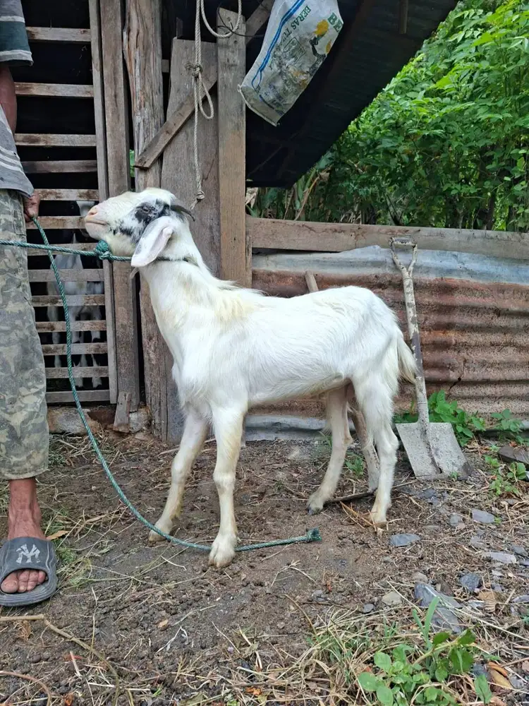 Jual kambing jantan dewasa