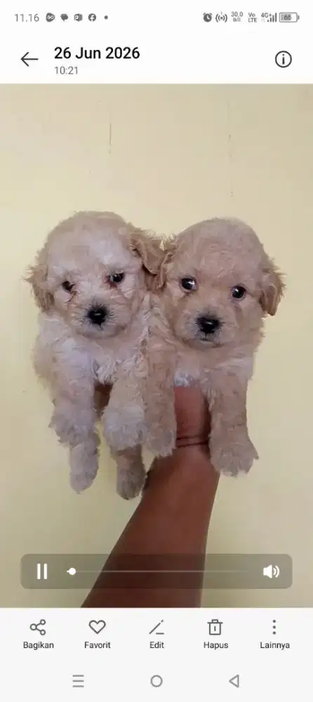 Poddel jntan smua lucu