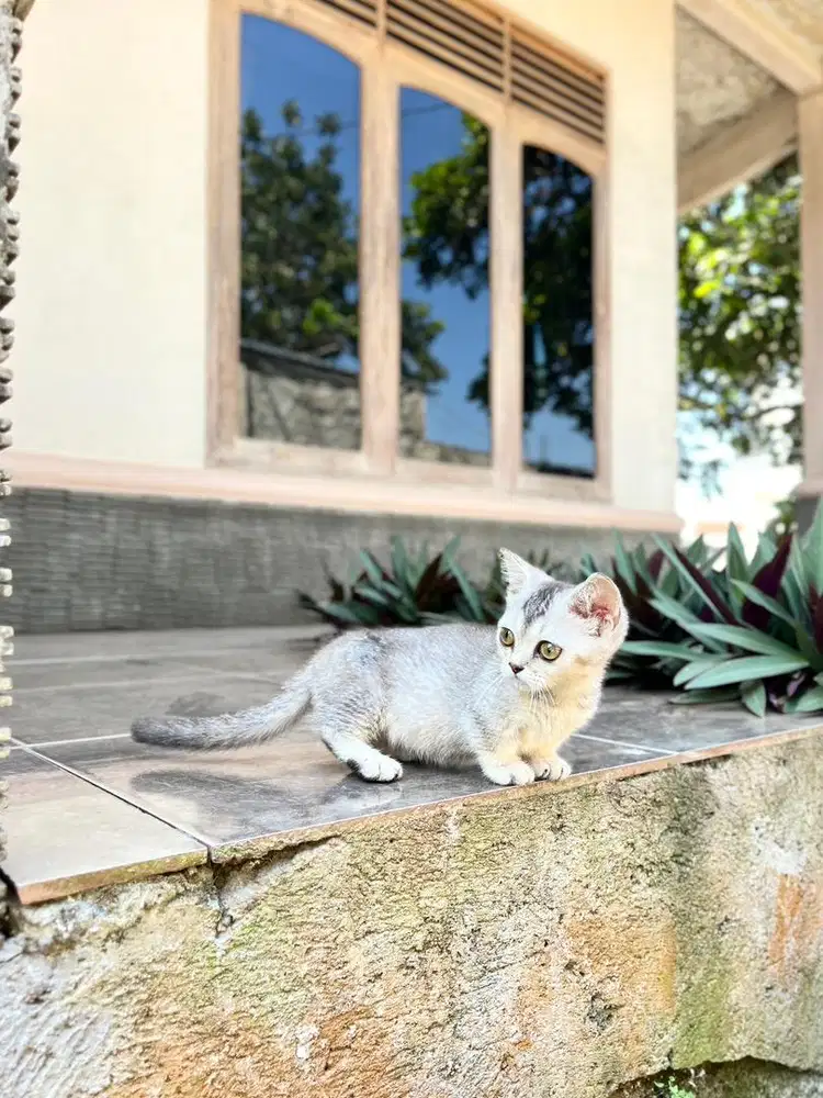 Kucing british shorthair munchkin bsh kitten cebol scottish