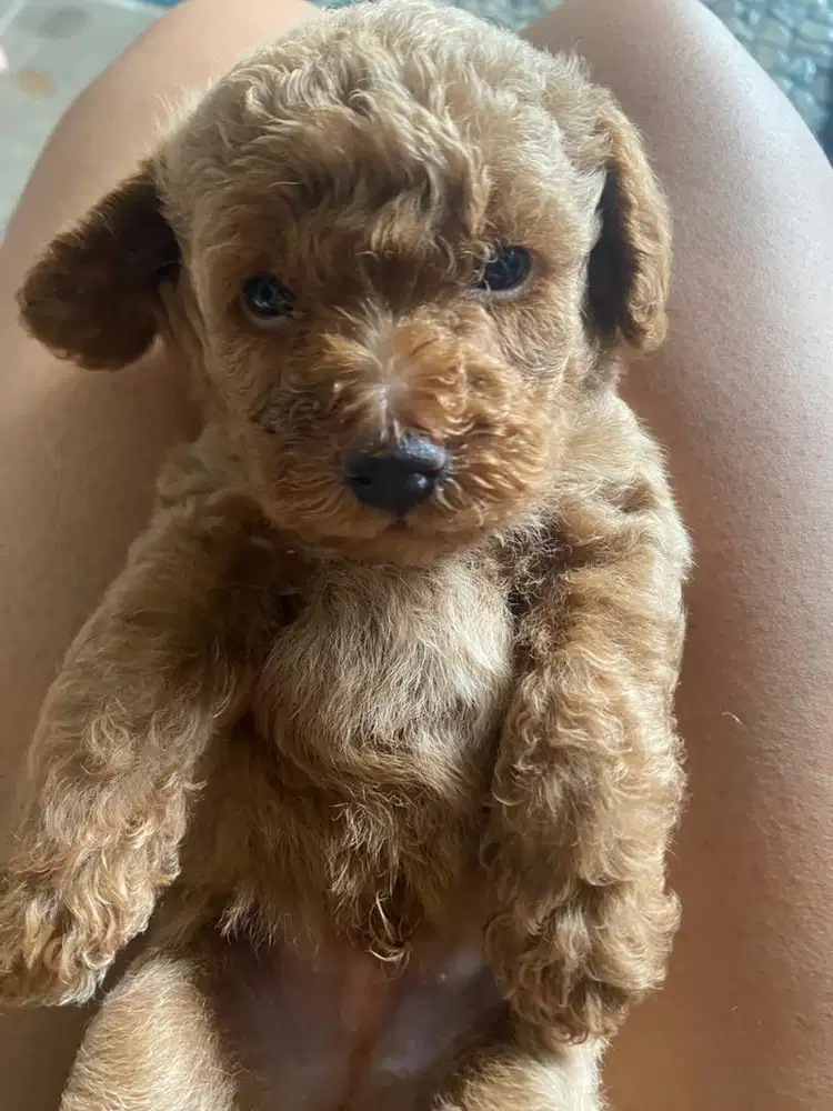Anak Anjing phoodle