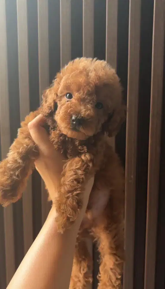 red poodle jantan