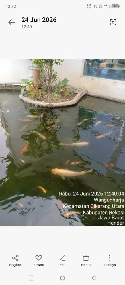 ikan gurame Padang 2 ekor Rp750.000 nego