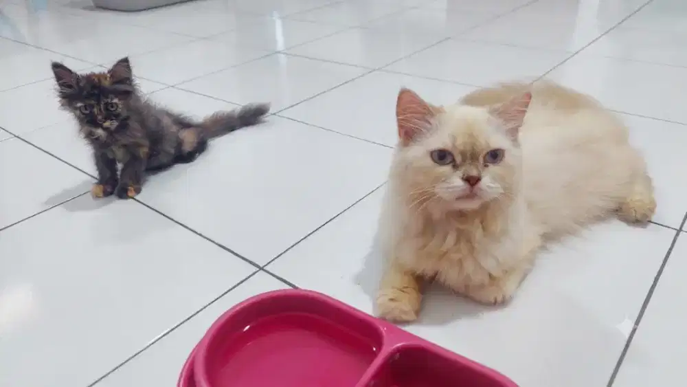 Kucing ragdoll betina