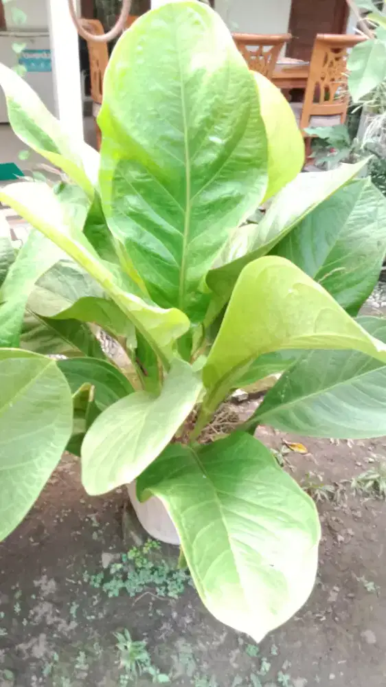 Jual tanaman hias