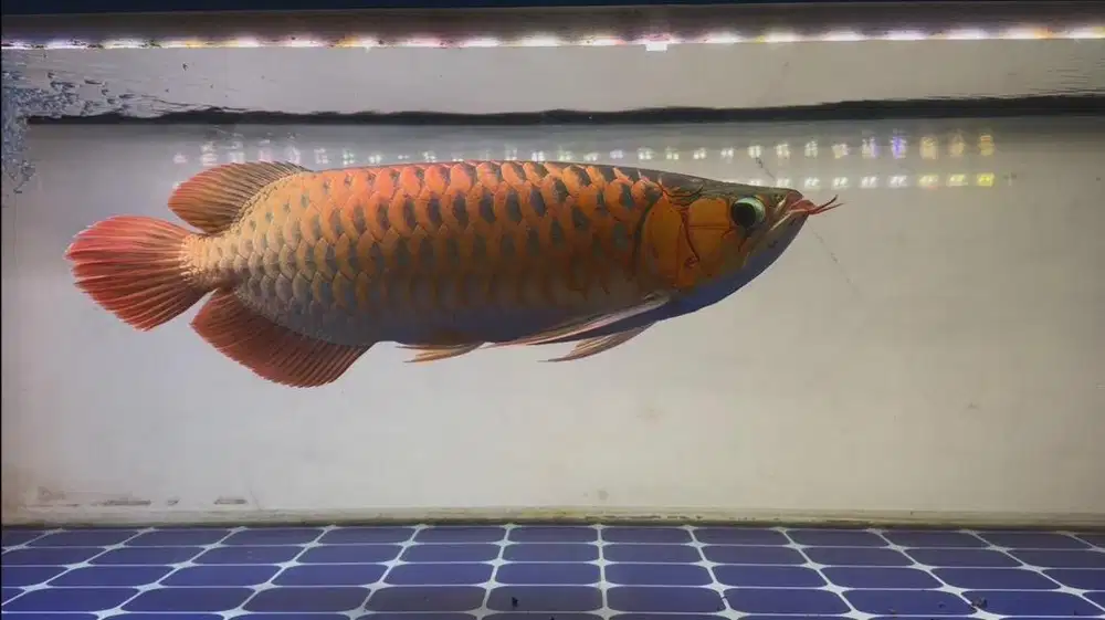 Ikan arwana SR Super Red 48cm