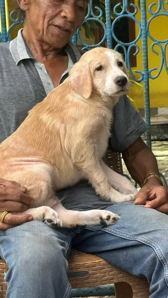 Anak anjing lucu