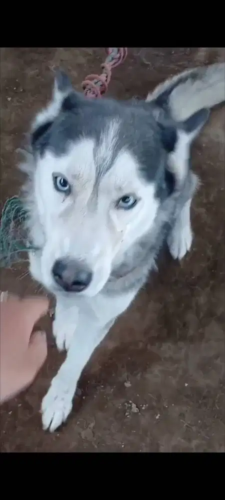 Husky betina umur 2 tahun