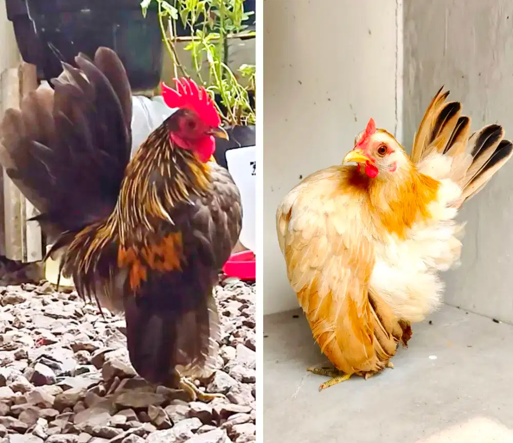 Ayam Hias Serama Sepasang