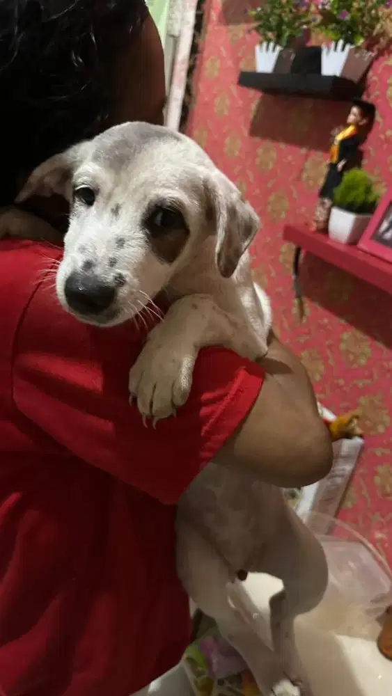 Anak anjing cantik