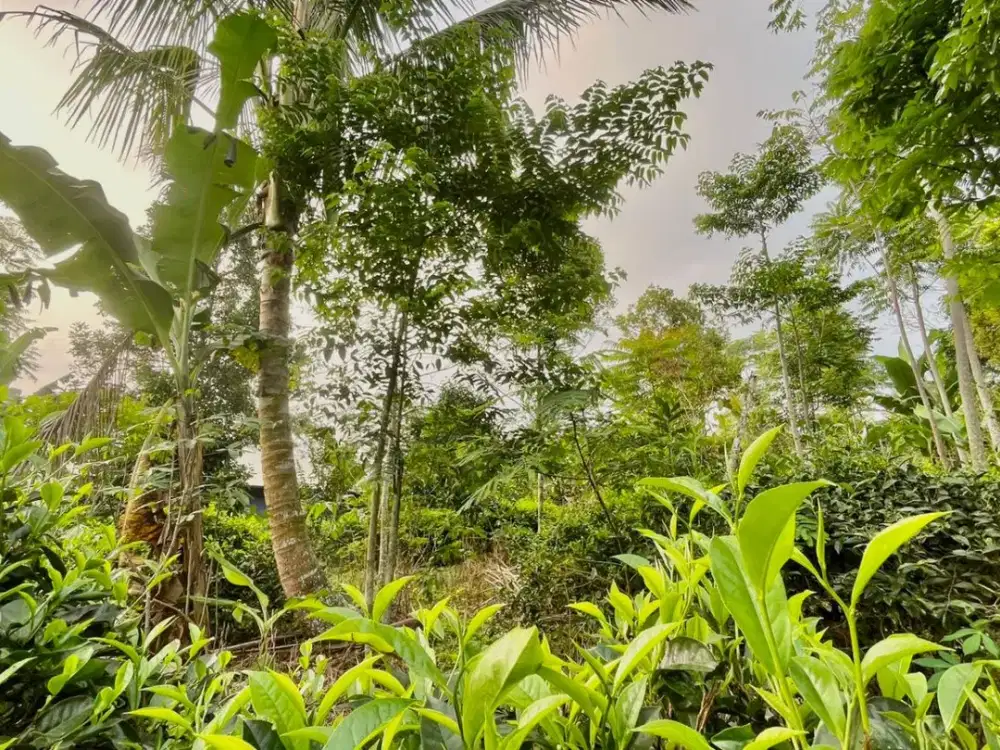 Dijual Tanah Kebun Datar 2200 m2 Akses Mobil di Bojong Purwakarta