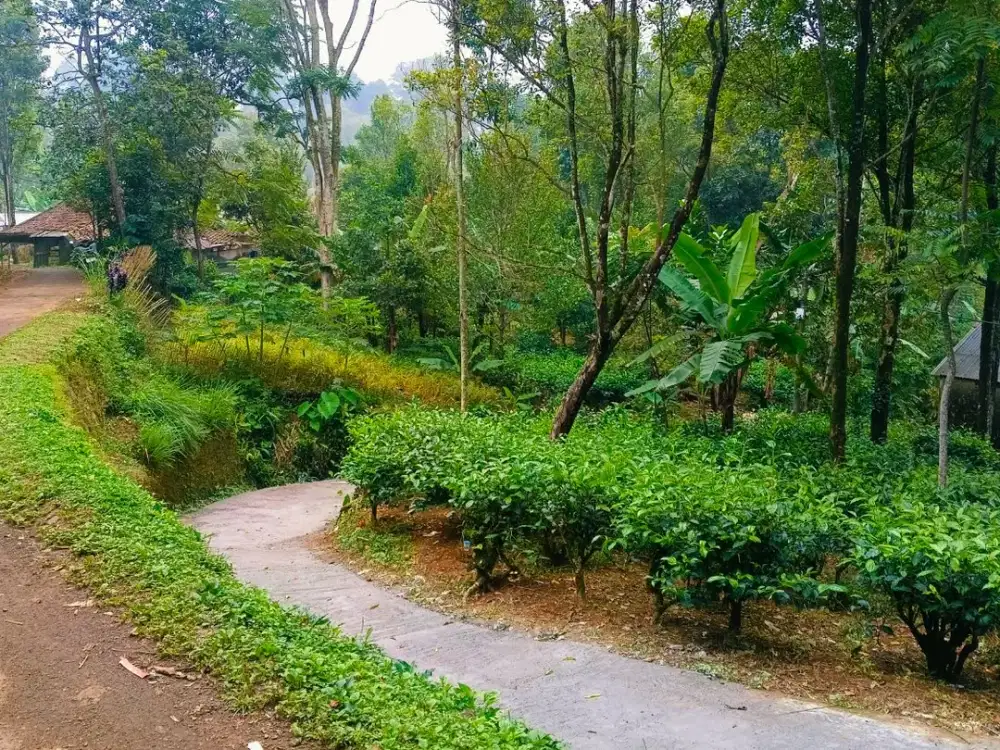 Dijual Tanah Kebun Pinggir Jalan Udara Dingin Pedesaan Purwakarta