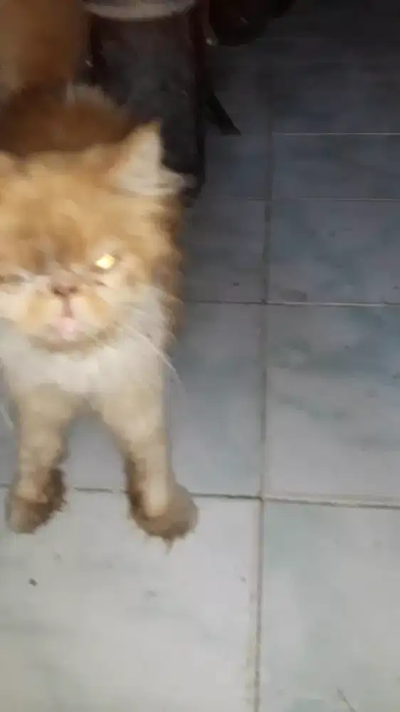 Peaknose proven