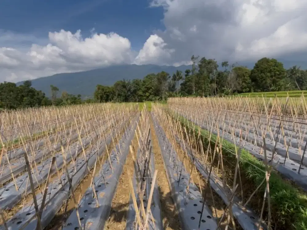Dijual Murah Tanah Ada Air Mengalir View Bagus Bojong Purwakarta