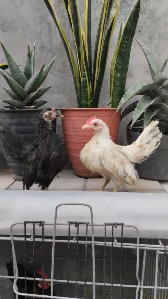 Ayam kate sepasang