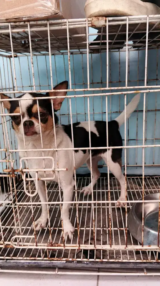 Indukan Chihuahua