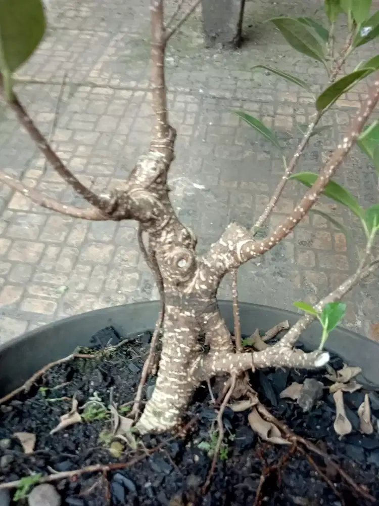 Bonsai kimeng bahan kimeng