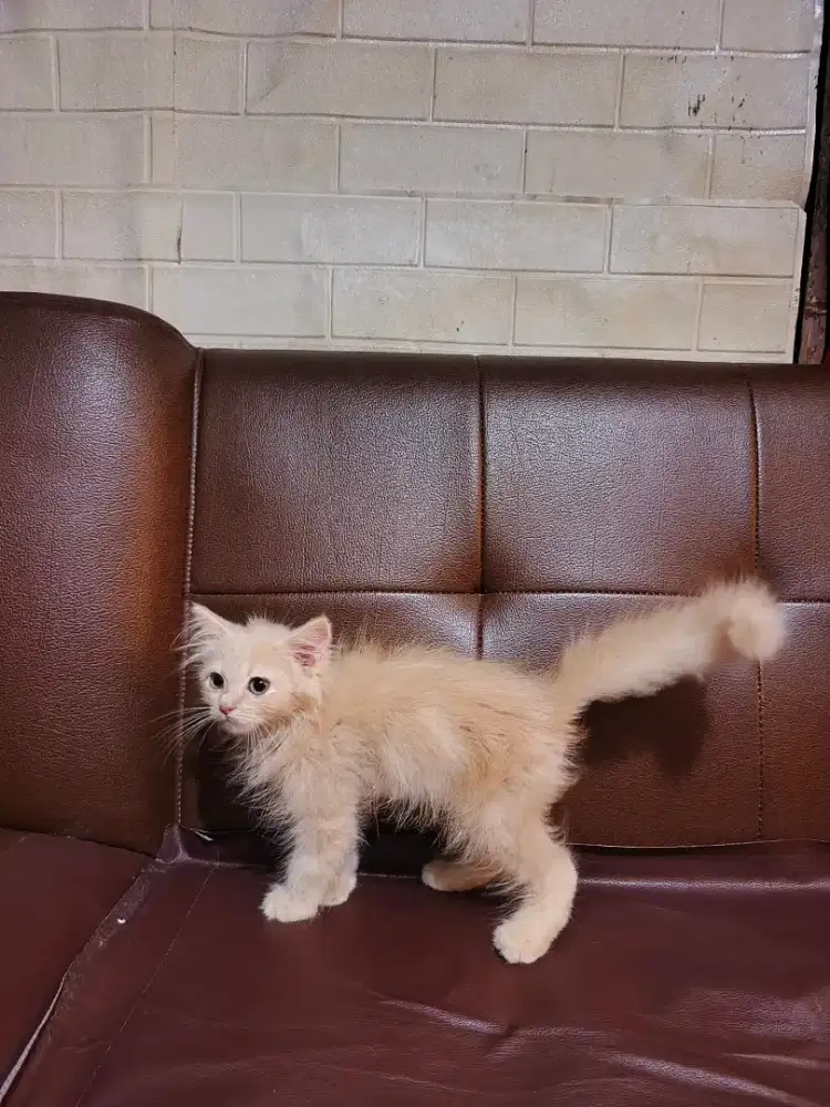 Kitten persia Longhair