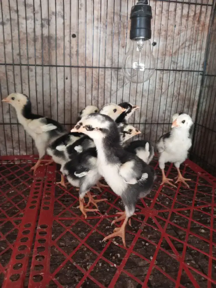 anak ayam bangkok
