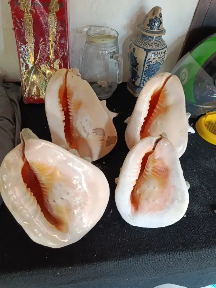 Kulit cangkang kerang Triton
