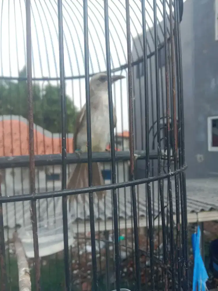 Trucukan lokal jatim jember