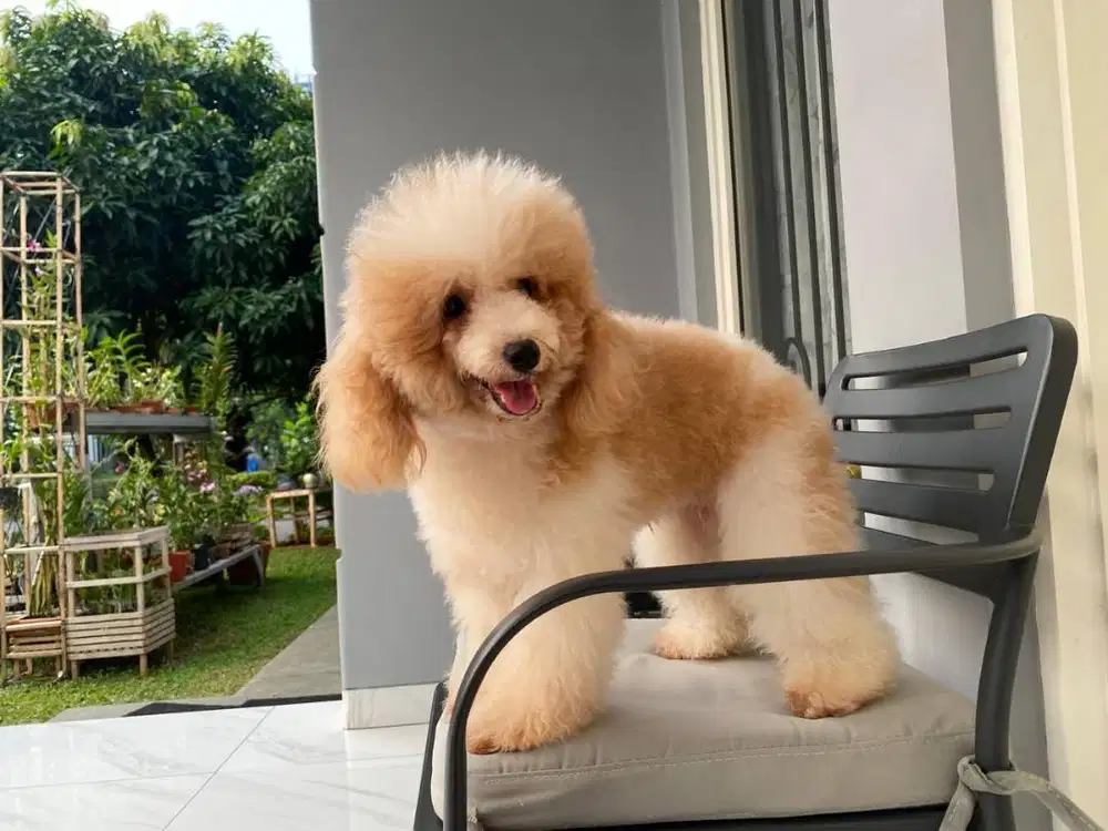 Dijual Toy Poodle Putih Coklat Party Jantan Male Stambum Vaksin