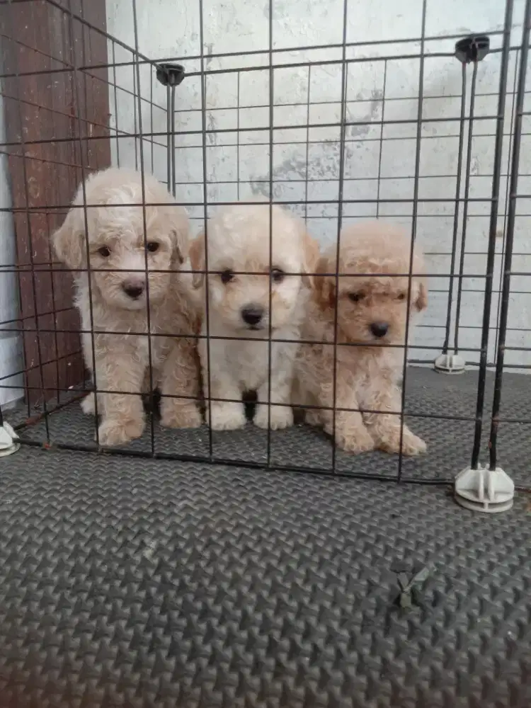Borong 3 anakan poodle jtn btn 1.5 bln