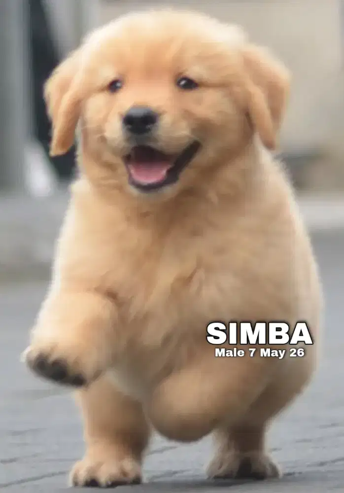 Golden retriever jantan •SIMBA•