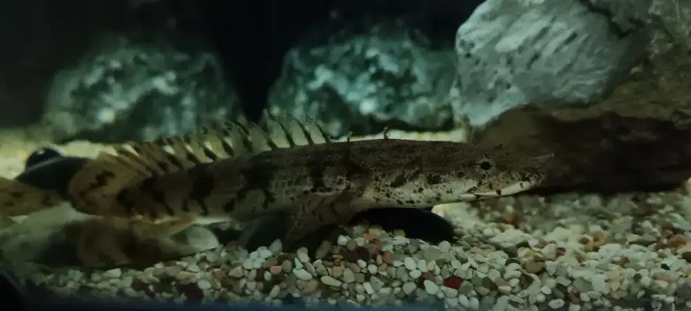 Jual ikan predator, Palmas Endlichery (bisa nego)