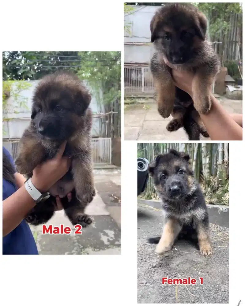 Herder / german sheperd puppy stambum